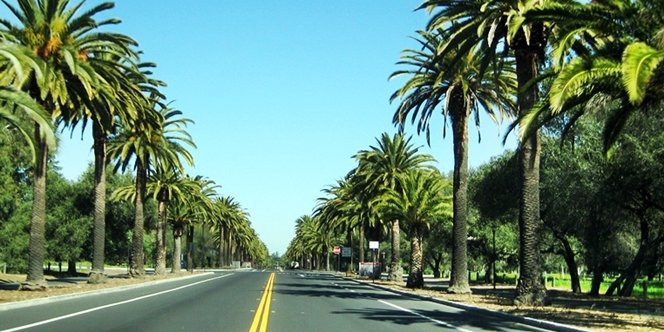 CLICK to continue: Palm Drive